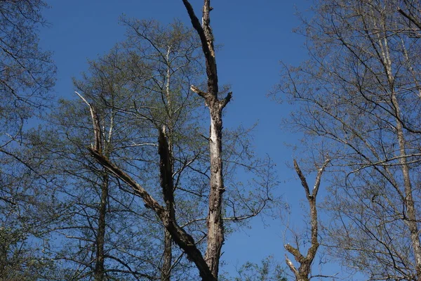 对自然界中的一棵树造成的损害或疾病 — 图库照片