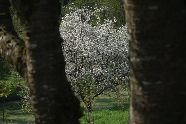 Körsbärsträd Blomma Våren Fruktträd Spirande Och Vår Uppvaknande — Stockfoto