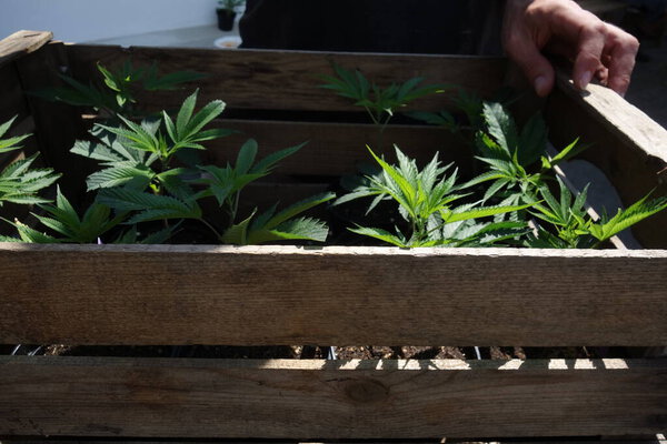 завод конопли или конопли сатива для промышленного использования