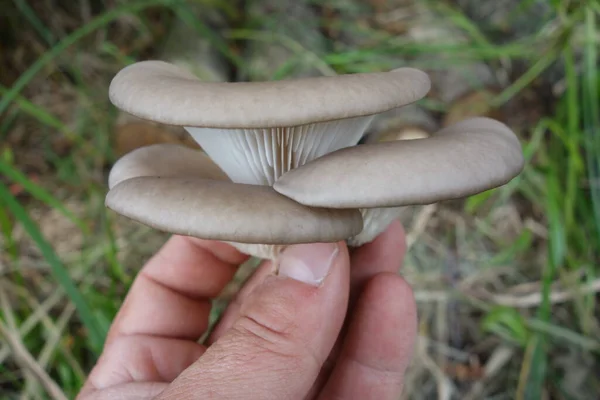 oyster mushroom or tree mushroom (Pleurotus) a cultivated edible fungi