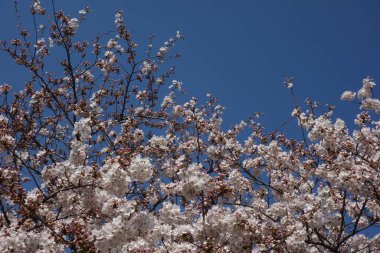 İlkbaharda kiraz ağacı açar, meyve ağacı filizlenir ve bahar uyanır.