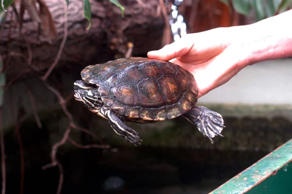 a turtle or tortoise, a reptile animal with a shell