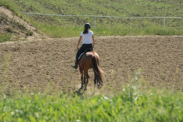 Show Jumping Cavalo Uma Disciplina Esporte Equestre — Fotografia de Stock