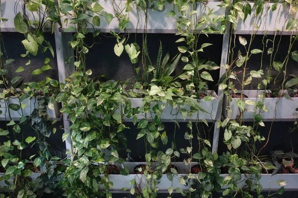 Озеленення Фасаду Або Озеленення Стін Екологічно Чиста Міра Будівлі — стокове фото