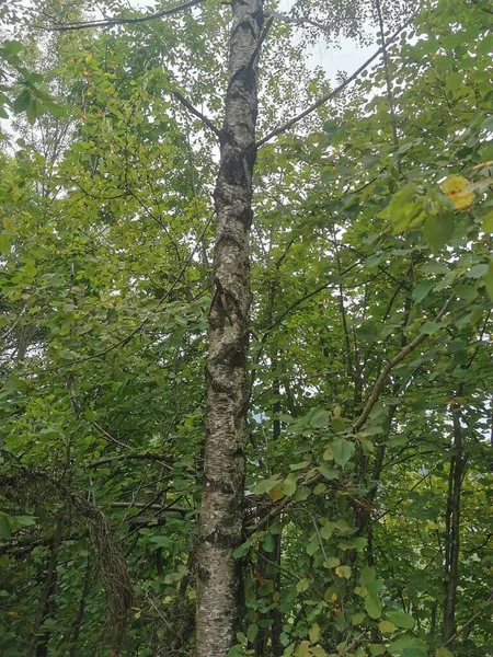 Bouleau Dans Paysage Arbre Feuilles Caduques Dans Nature — Photo