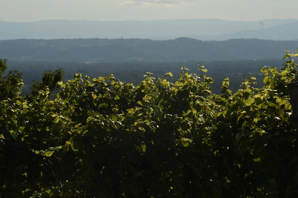 Vinha Com Vinha Outono Viticultura — Fotografia de Stock