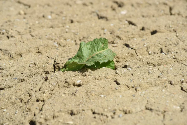 Printemps Dans Horticulture Jardinage Culture Des Plantes Éveil Nature — Photo