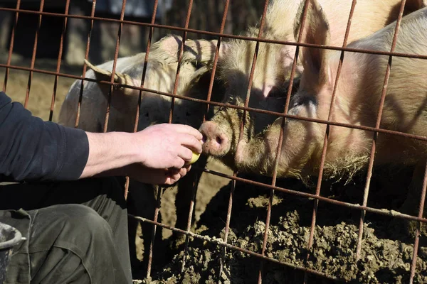농장에서 돼지를 먹이고 가축을 기르고 가축을 기르는 농장에서 — 스톡 사진