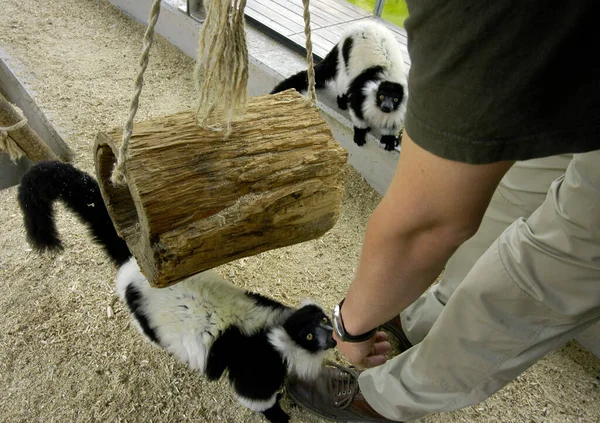 animal keeper working in an animal park, in the lemur enclosure