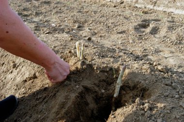 Bir hasat işçisi tarlada kuşkonmaz kesip biçiyor.