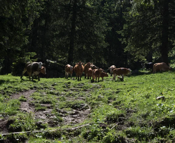 Коров Ячий Стад Зеленому Альпійському Пасовищі Випасаючи Худобу — стокове фото