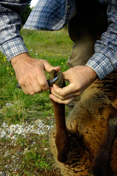 shepherd with knife trimming the hoof of a sheep on a meadow