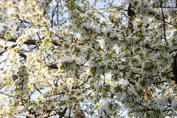 Träd Blomma Färgglad Vår Uppvaknande Växtvärlden — Stockfoto