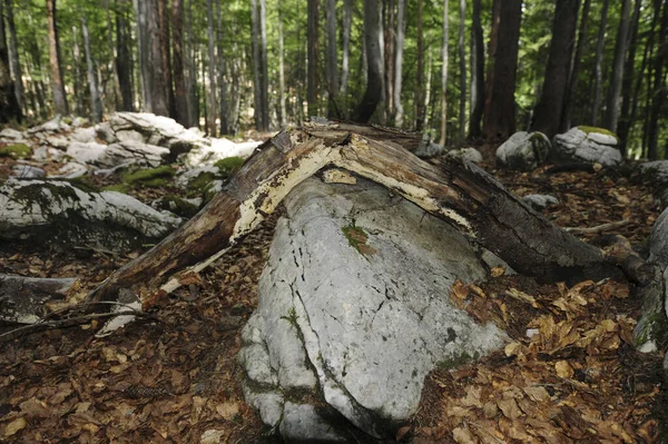 Hutan Atau Hutan Purba Cagar Alam Rothwald Austria — Stok Foto