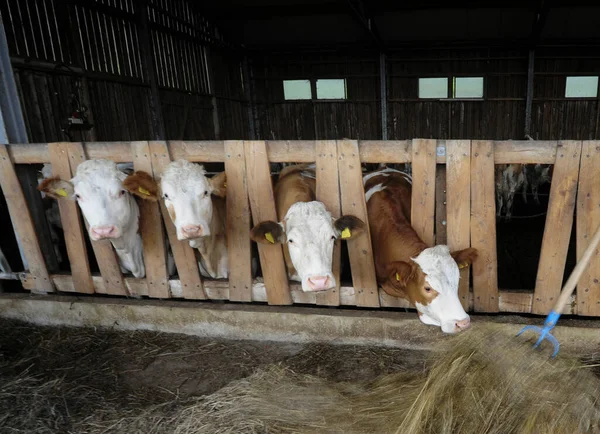 Szarvasmarhák Etetése Tehénistállóban Állattenyésztés Mezőgazdaságban — Stock Fotó