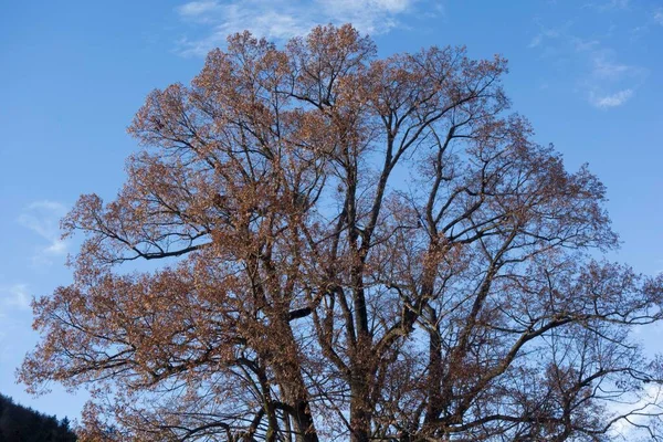 Tree Top Leaves Deciduous Trees Nature — Stok fotoğraf