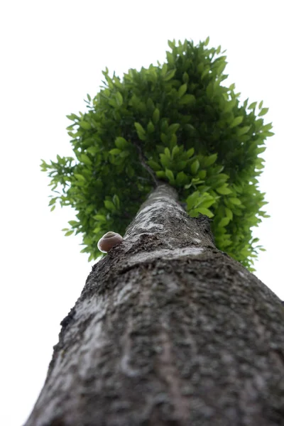 Tree Top Leaves Deciduous Trees Nature — Foto de Stock