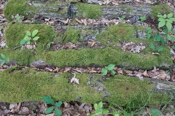 Mousse Verte Poussant Dans Endroit Humide Dans Une Forêt — Photo