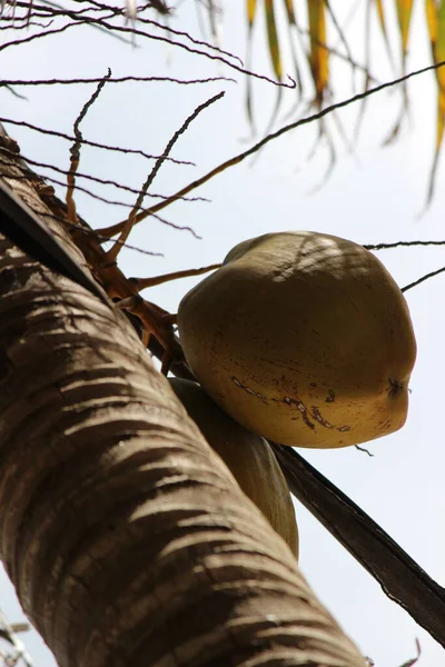 Kokosnöt Exotisk Och Söt Frukt Med Hårt Skal — Stockfoto