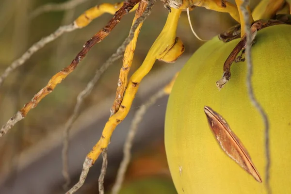 ココナッツはエキゾチックな甘い果物で殻が固い — ストック写真
