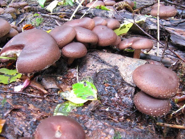 Criação Cogumelos Agricultura Cultivo Cogumelos Fungos — Fotografia de Stock