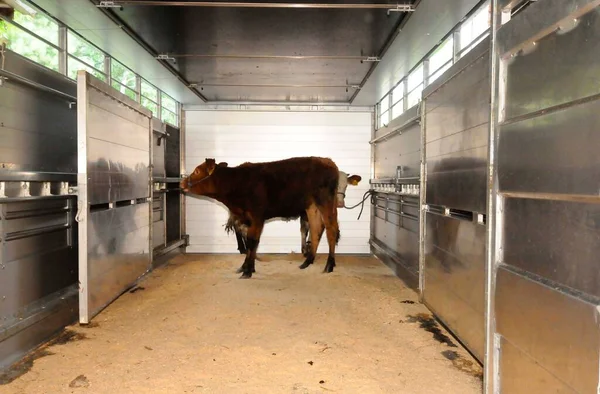 Animal transport, cows in a truck getting moved to another place