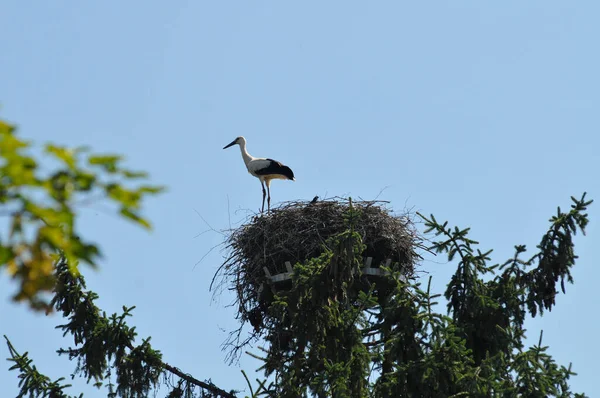 Stork Nest Brooding Young Birds — 스톡 사진