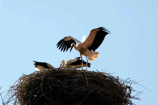 Stork Nest Brooding Young Birds — Stok fotoğraf