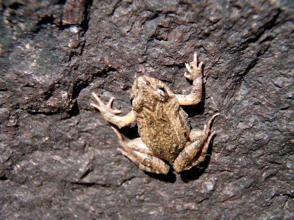 Toad Frog Small Amphibian Animal Leathery Skin — Foto Stock