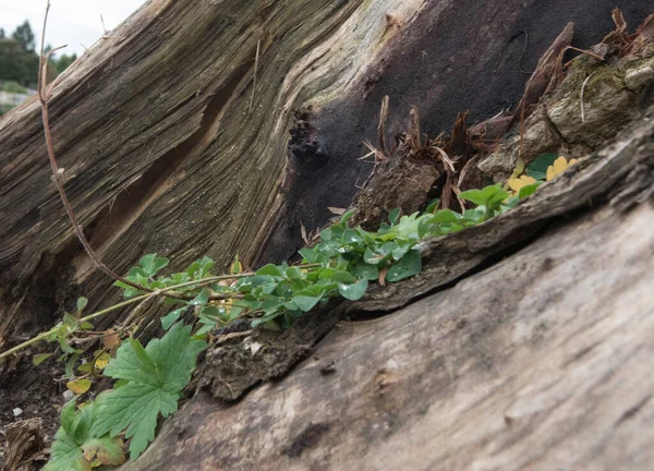 the stump of a tree as an ecological part in nature