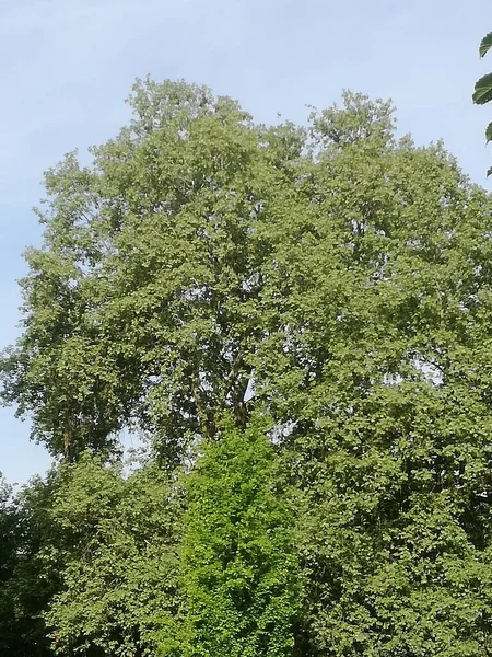 Tree Top Leaves Deciduous Trees Nature — Zdjęcie stockowe