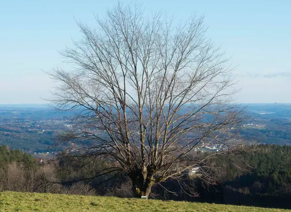 Tree Top Leaves Deciduous Trees Nature — стоковое фото