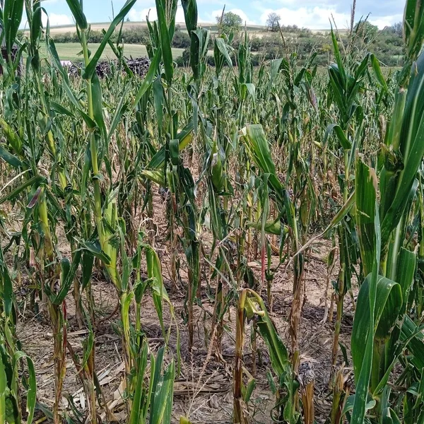 农民身后种植的玉米被毁 玉米地遭受干旱破坏 — 图库照片