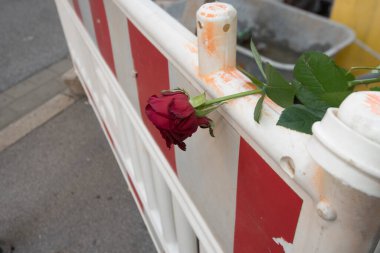 Dikensiz gül çiçekleri süs bitkisi olarak kullanılır.