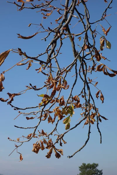 Sonbahar Havası Sonbahar Manzarası Ağaç Solmuş Yapraklarla — Stok fotoğraf