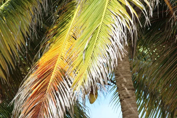 Hoja Palma Como Símbolo Los Trópicos Las Vacaciones — Foto de Stock