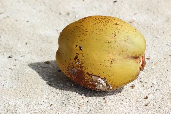 Coco Una Fruta Exótica Dulce Con Una Cáscara Dura — Foto de Stock