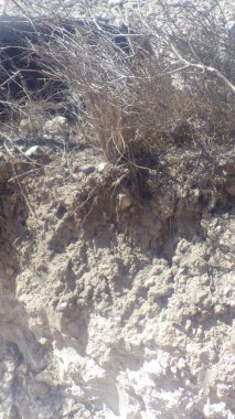 Yaz mevsiminde sıcaklık ve kuraklık yüzünden kuraklık.