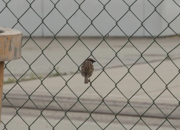Ein Sperling Ein Vogel Der Einem Maschendrahtzaun Sitzt — Stockfoto