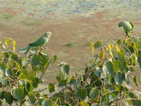 オウムやプシタシンは主に熱帯 亜熱帯地域で見られる鳥です — ストック写真