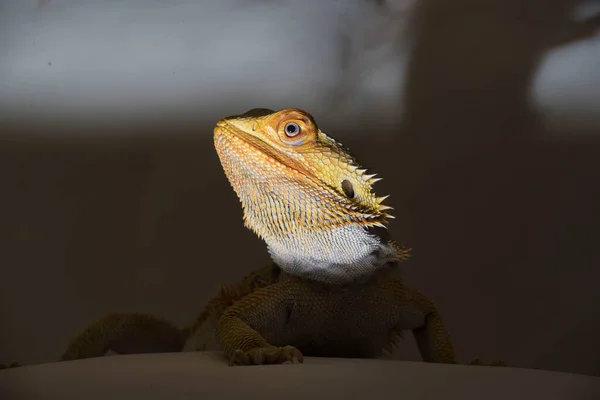 Agamidae Species Iguana Lizards Also Called Dragon Lizards — Foto Stock