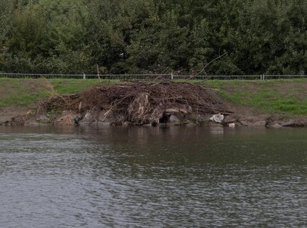 Vegetation Greening Riverbank Plants Growth Water Stream — Stock Fotó