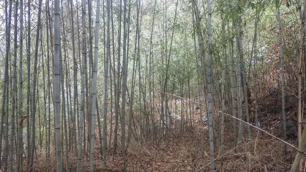 Bambusowe Rośliny Wiecznie Zielone Wieloletnie Rośliny Kwitnące Rodziny Traw Poaceae — Zdjęcie stockowe