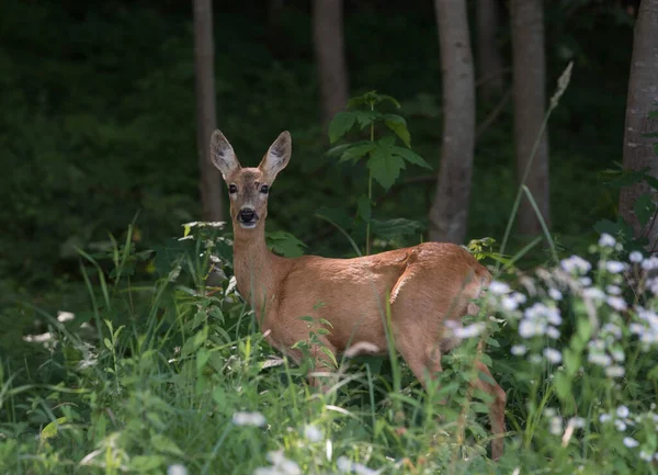 Deer Grazing Meadow Forest Wild Animal — Stock Photo, Image