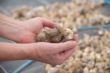 Tohumlar dış kaplamayla korunan embriyonik bitkilerdir.
