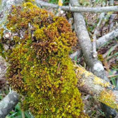 Ormandaki ölü ağaçlar çürüyen mantarlardan kaynaklanır.
