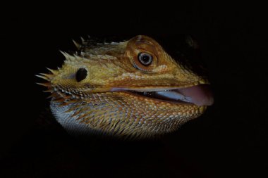 agamidae, iguanian kertenkelelerinin bir türüdür.