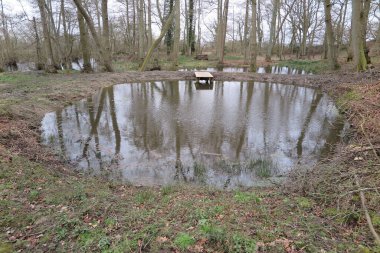 Bahçe havuzu ve su ve bitkilerle dolu doğal manzara.