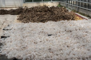 Tohumlar dış kaplamayla korunan embriyonik bitkilerdir.