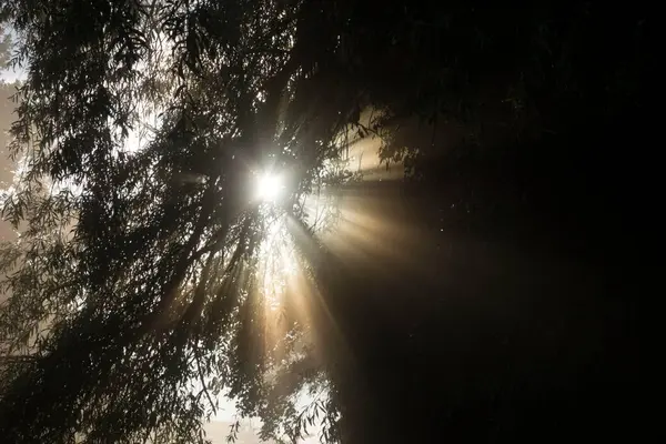 Lumière Comme Force Vitale Pour Les Plantes Photosynthèse Dans Nature — Photo